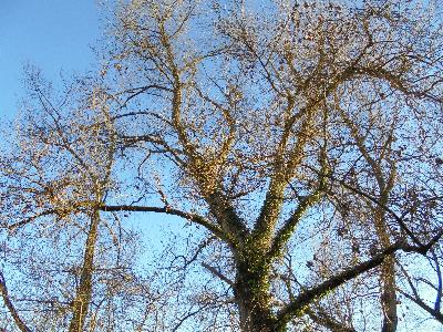 Arbre